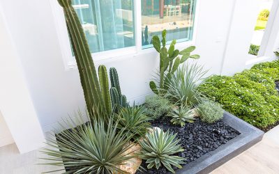 Cactus Care Tips for Your Phoenix Yard