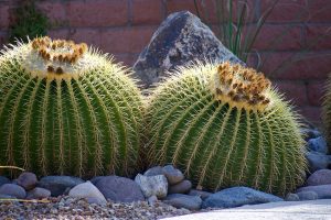 Barrel-Cactus