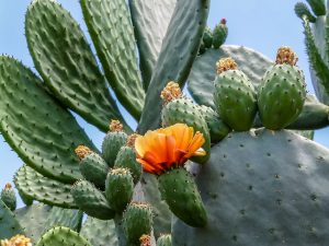 Cactus-with-Orange-flower